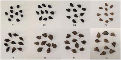 Endophytic fungi in buckwheat seeds: exploring links with flavonoid accumulation